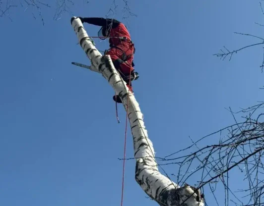 Удаление деревьев 🌳

